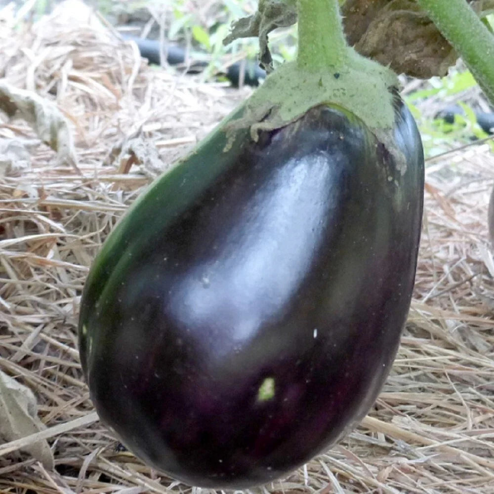 Black Beauty Eggplant Seeds | Non-GMO Heirloom Organic Vegetable Seeds | Solanum melongena | Gourmet Cooking