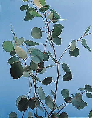 Eucalyptus Silver Dollar Seeds - 250 Count - Aromatic, Drought-Tolerant Eucalyptus cinerea for Gardens & Landscapes