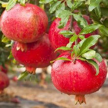 Pomegranate Plant 3" Pot Afganski Variety Rooted Punica granatum