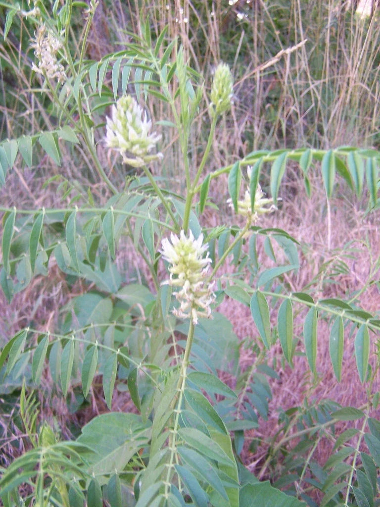 American Wild Licorice Seeds - Glycyrrhiza lepidota - Perennial Herb for Garden, Culinary & Herbal Use, 20 Seeds Pack
