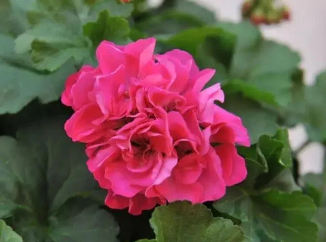 Geranium Live Plant - 1 Rooted Pink Flowering Pelargonium spp. for Garden or Indoor Growth
