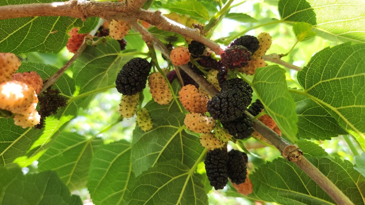 Black Mulberry Tree Cuttings - 25 Morus nigra Propagation Material for Gardening and Planting