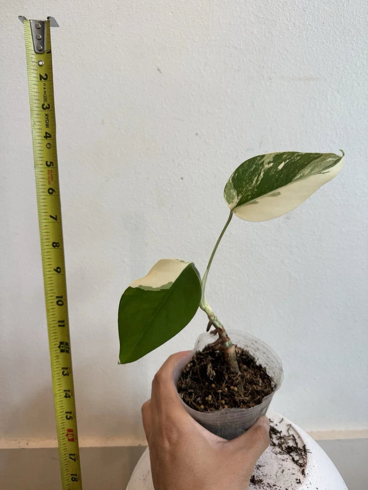 Rooted Variegated Monstera Albo Borsigiana Plant - Rare Indoor Houseplant, Exotic Tropical Decor, Monstera deliciosa var. borsigiana