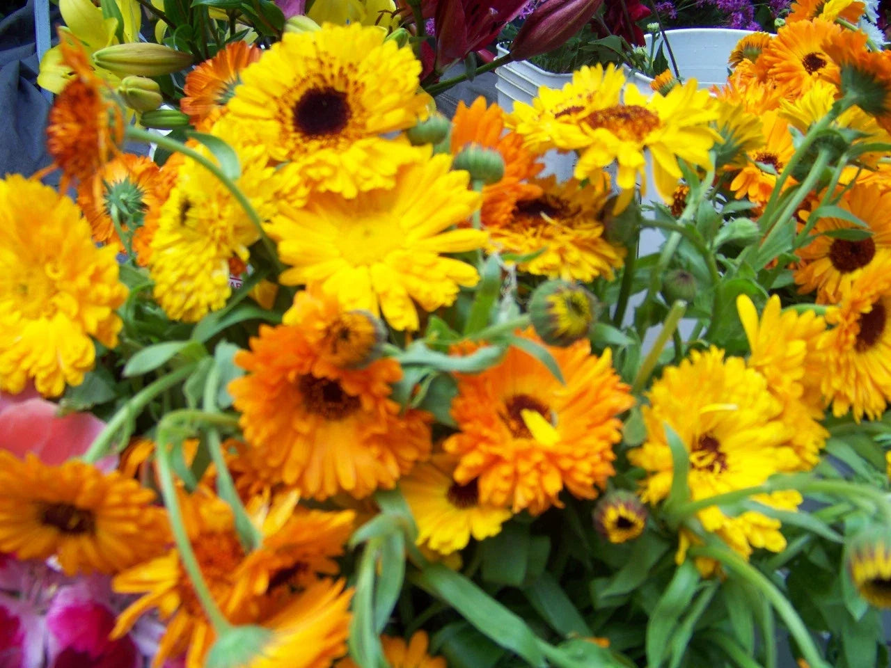 Calendula Seeds - 105 Edible Flower Seeds - Bright Orange & Yellow Blooms - Calendula officinalis - Garden & Culinary Use