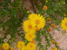 Native Wildflower Seeds - Camphorweed (H. subaxillaris) - 100+ Seeds, Pollinator-Friendly, Drought-Tolerant Garden Plant