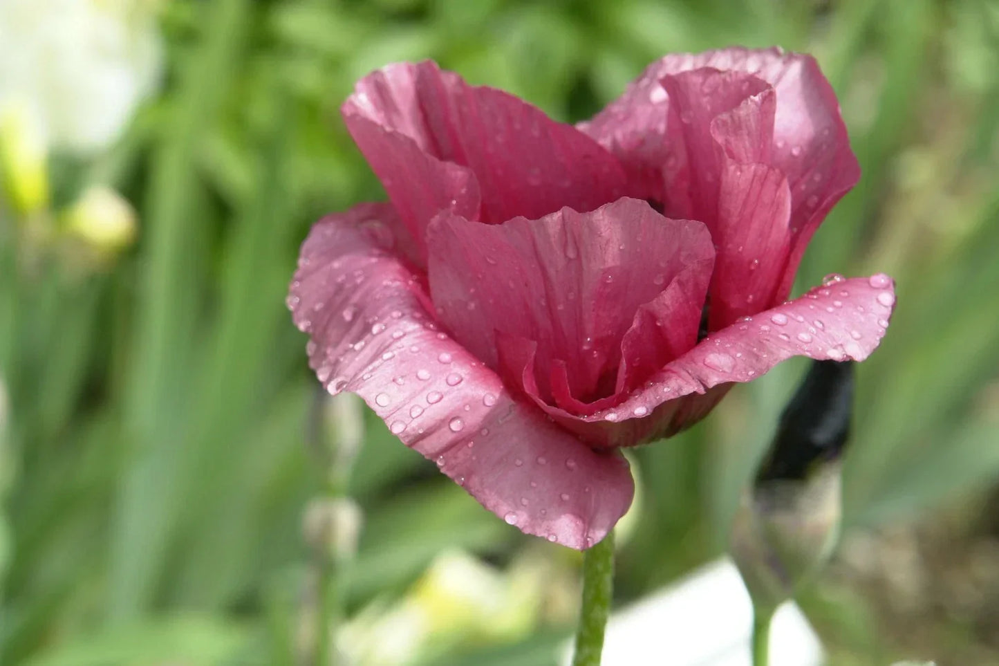 Giant Purple Poppy Seeds - 100 Pack Wildflower Seeds Papaver somniferum for Garden, Borders, Cut Flowers