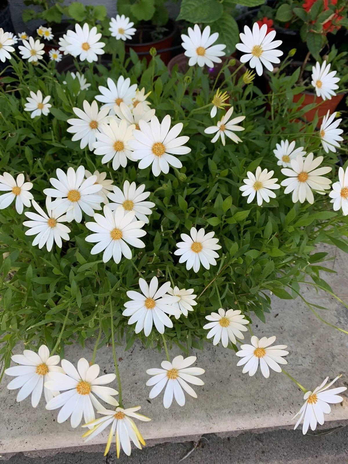 African Daisy Plant, Cream/Yellow, Osteospermum, Perennial, Compact Bushy Growth, Vibrant Blooms