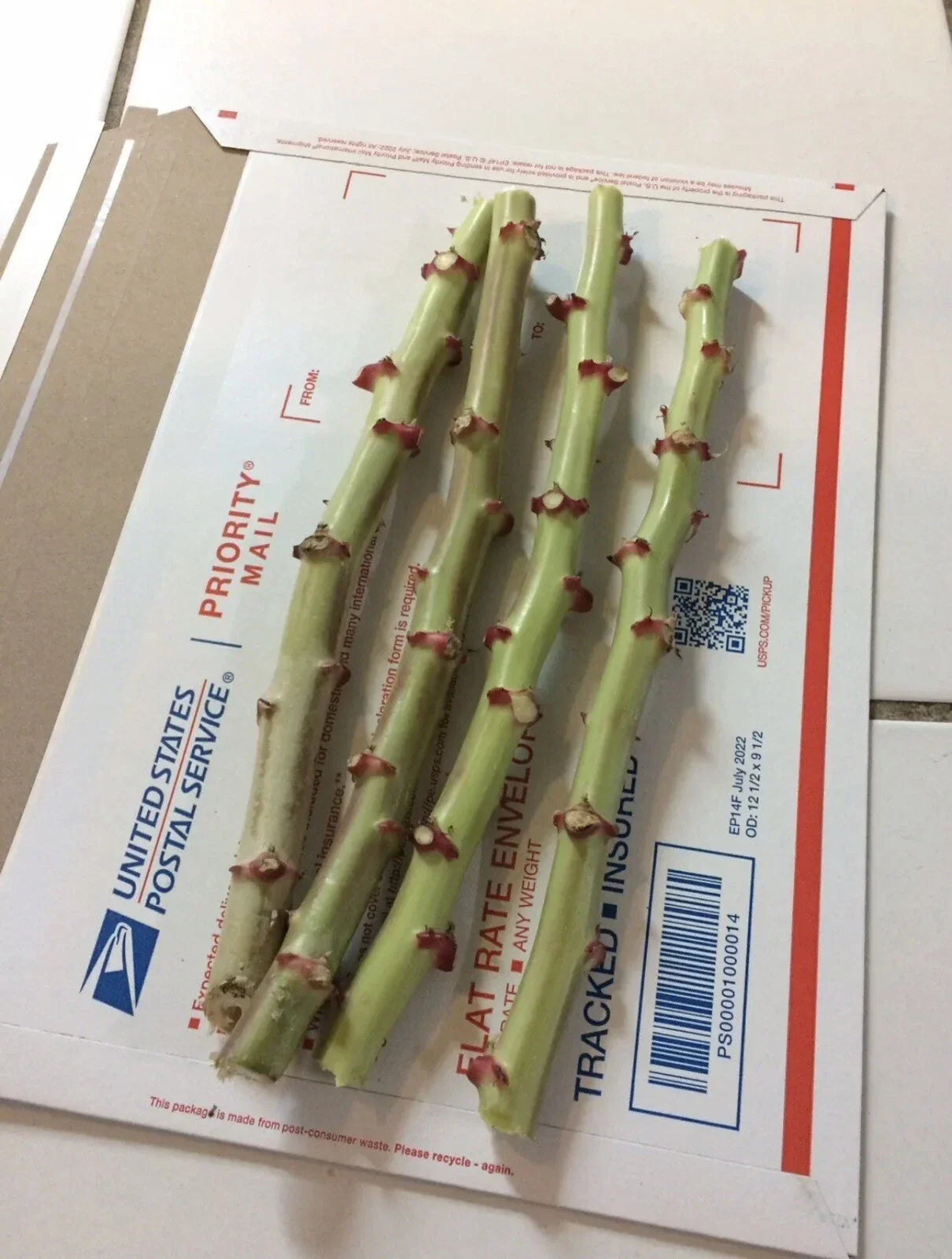 Organic Sweet Red Cassava Cuttings - 4 Yuca Propagation Material - Manihot Esculenta for Home Gardens