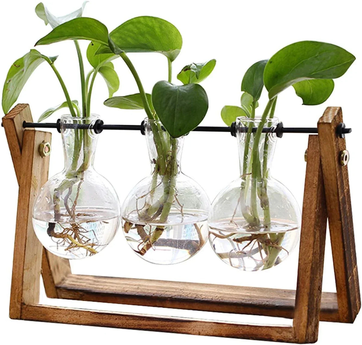 Terrarium Planter with Wooden Stand – Clear Glass Bulb for Air Plants, Indoor Decor, Green XXXFLOWER Plant