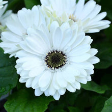White Gerbera Daisy Seeds - 200+ Pack for Garden Planting - Gerbera jamesonii - USA Grown, Free Shipping