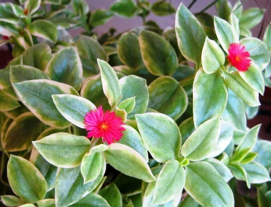 Variegated Baby Sun Rose Succulent - 4" Heart Leaf Ice Plant - Aptenia Cordifolia - Trailing Variegated Foliage