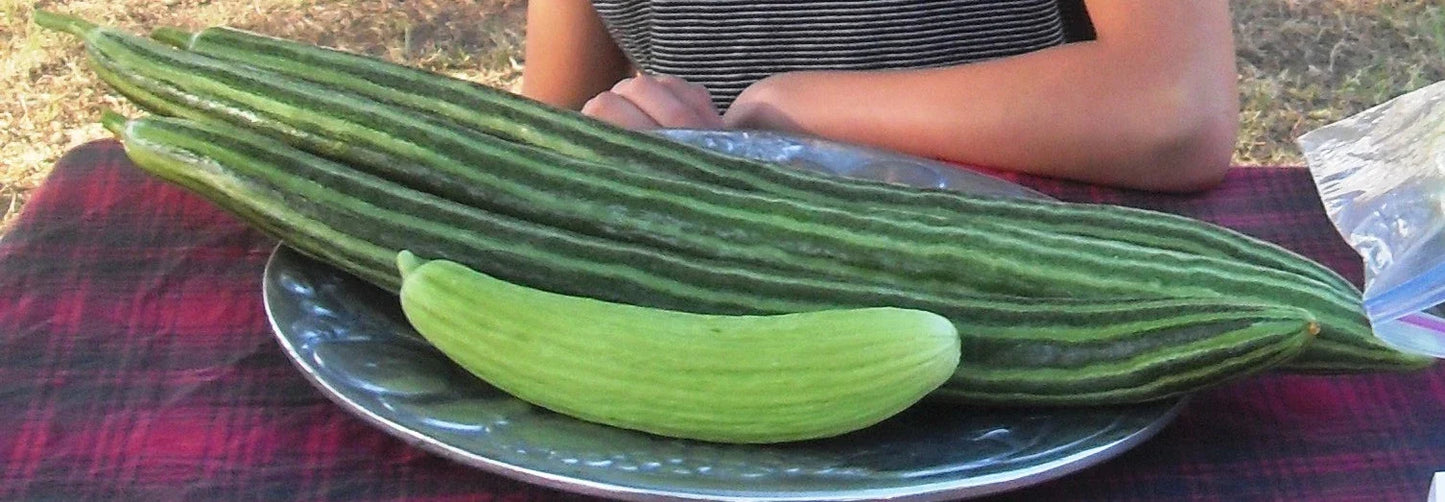 Painted Serpent Cucumber Seeds - Organic Heirloom Non-GMO, Cucumis sativus, Vining, 100+ Seeds for Garden, Salad & Pickling