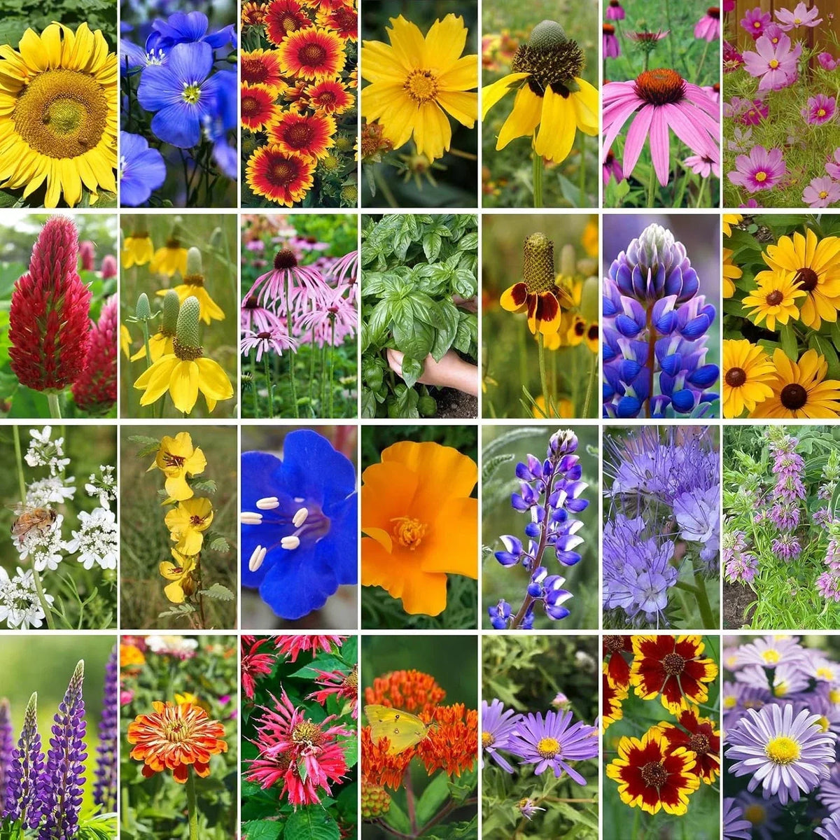 Wildflower Seeds Mix 2 oz, 28 Varieties, Attracts Bees & Butterflies, Native Flora, Pollinator Garden Seeds