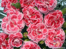 Coral Reef Carnation Seeds - 200+ Count - Dianthus caryophyllus - USA