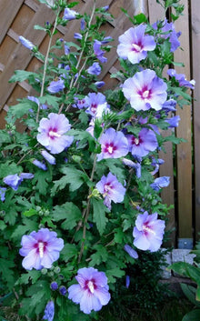 Rose of Sharon Live Plant, Blue Bird Variety, Blue/Violet Flowers, Hibiscus syriacus