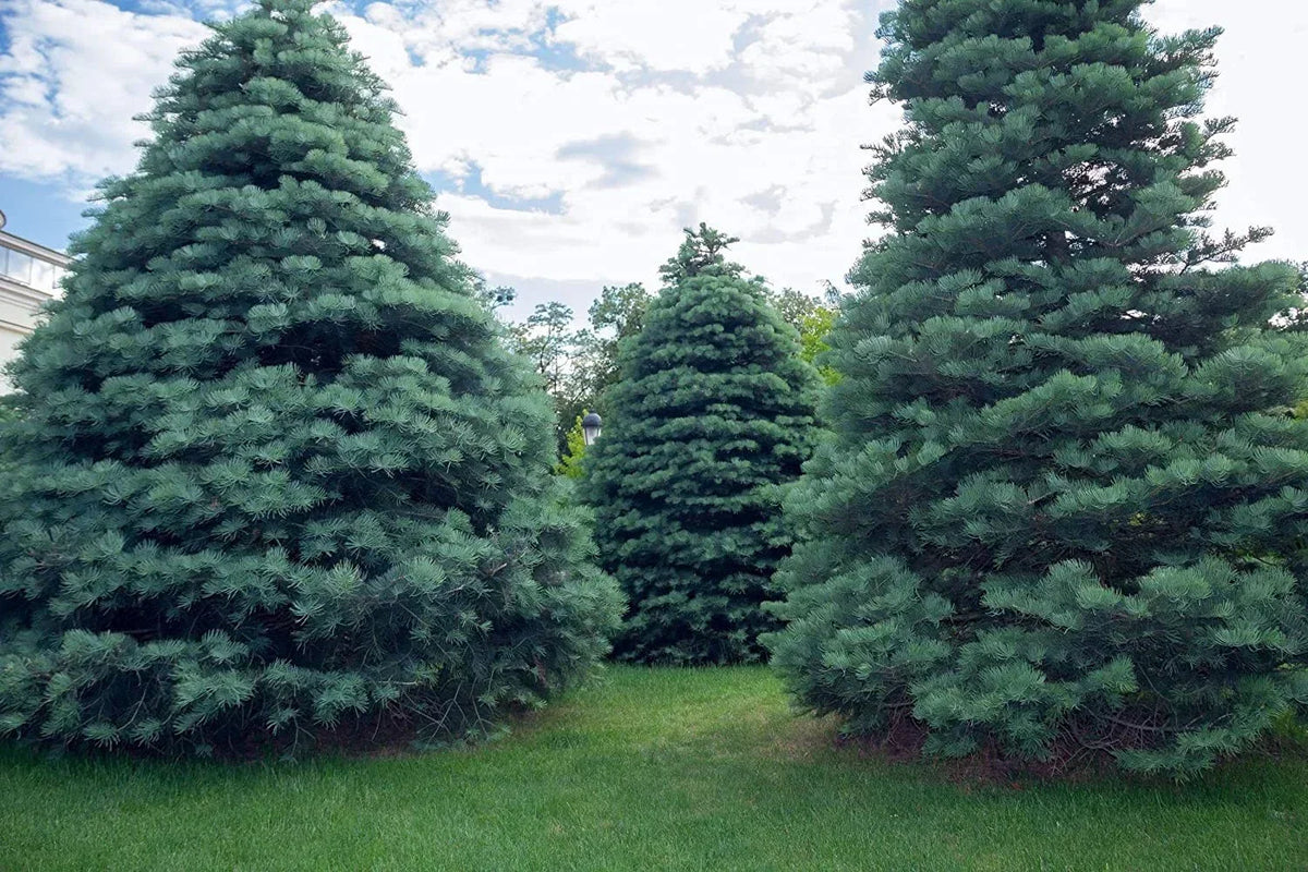 30 White Fir Seeds (Abies concolor) for Planting | Eco-Friendly, High Germination