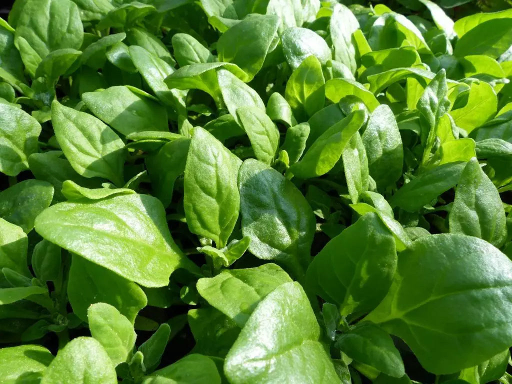 New Zealand Spinach Seeds - Bulk, Non-GMO Heirloom, Tetragonia expansa, Nutritious Leafy Green, Easy to Grow