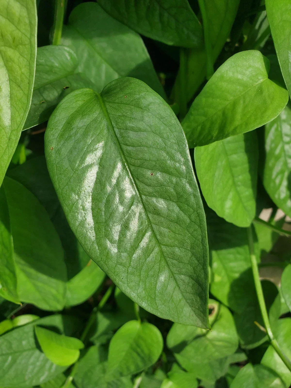 Cebu Blue Pothos Cutting - 4-Node Unrooted Propagation Plant - Epipremnum aureum 'Cebu Blue' Houseplant