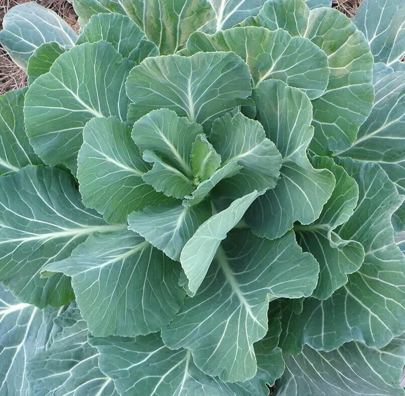 Georgia Collard Greens Seeds - 300+ Pack, Brassica oleracea var. viridis, Cool Weather Vegetable Garden, Nutritious Greens