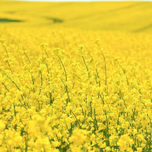 Dwarf Essex Forage Rape Seed - Brassica napus for Food Plots & Cover Crops