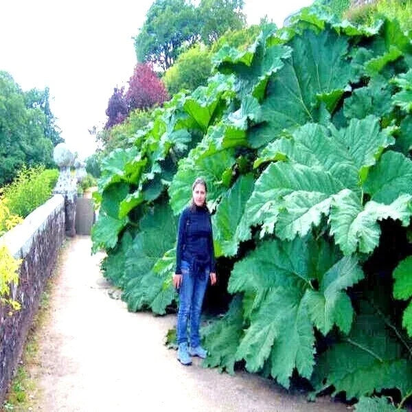 Gunnera Manicata Seeds - Rare Giant Rhubarb Perennial Plant for Unique Gardens - Exotic "Dinosaur Food" Seed Pack