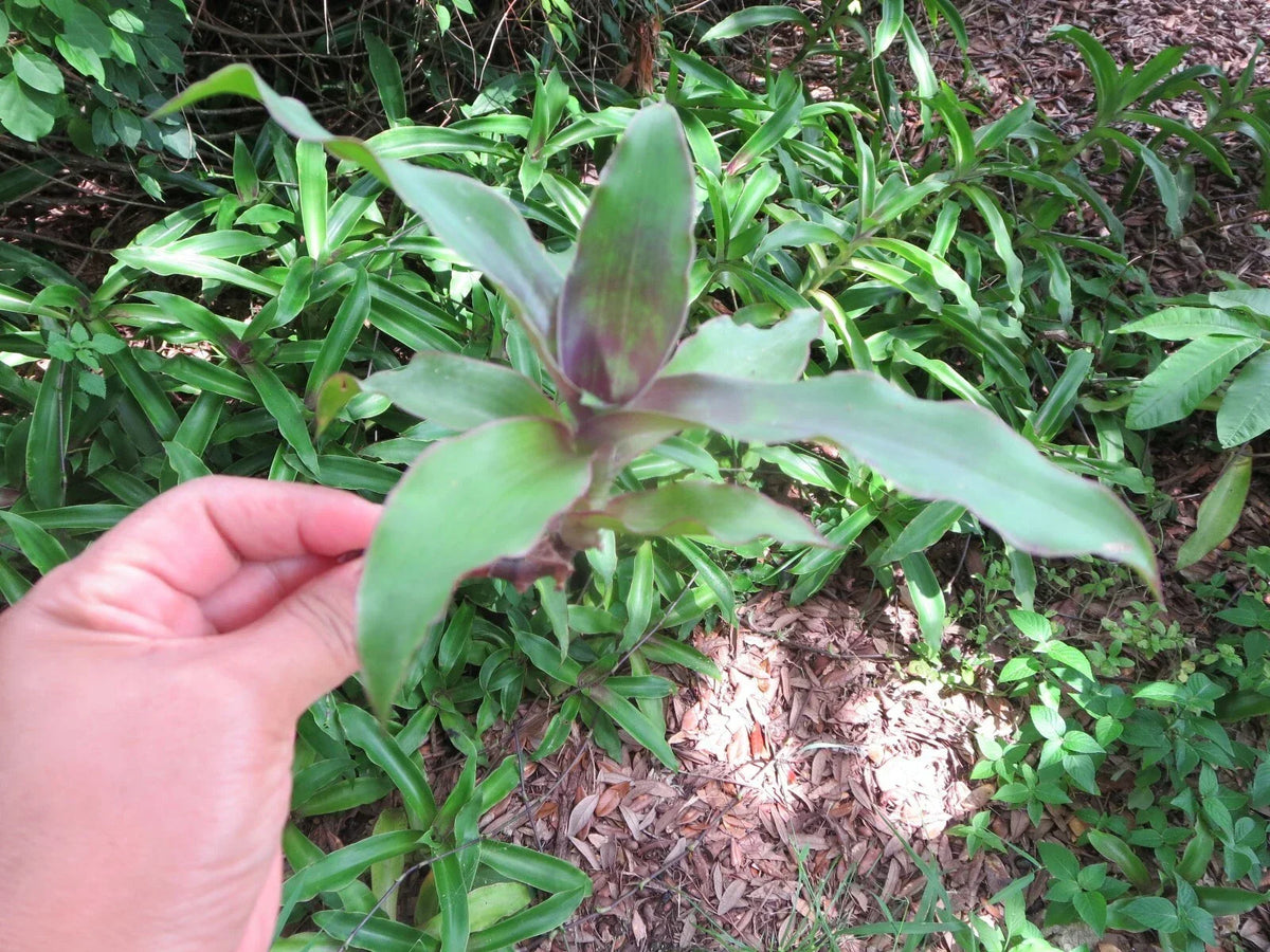 Callisia fragrans Cuttings - 5 Healthy Propagation Plants - Medicinal Basket Plant - Trailing Indoor Houseplant