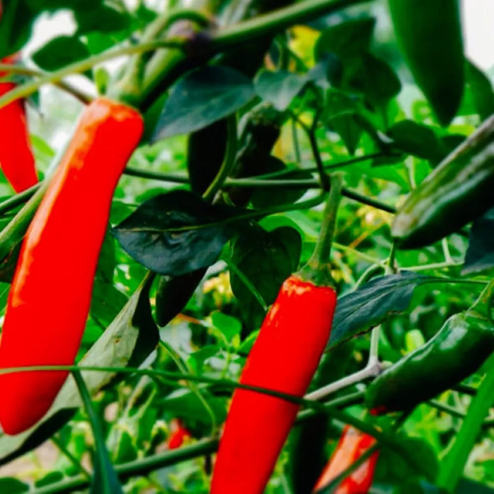 Serrano Hot Pepper Seeds - Heirloom NON-GMO Capsicum annuum for Spicy Garden, Container, or Patio Cultivation