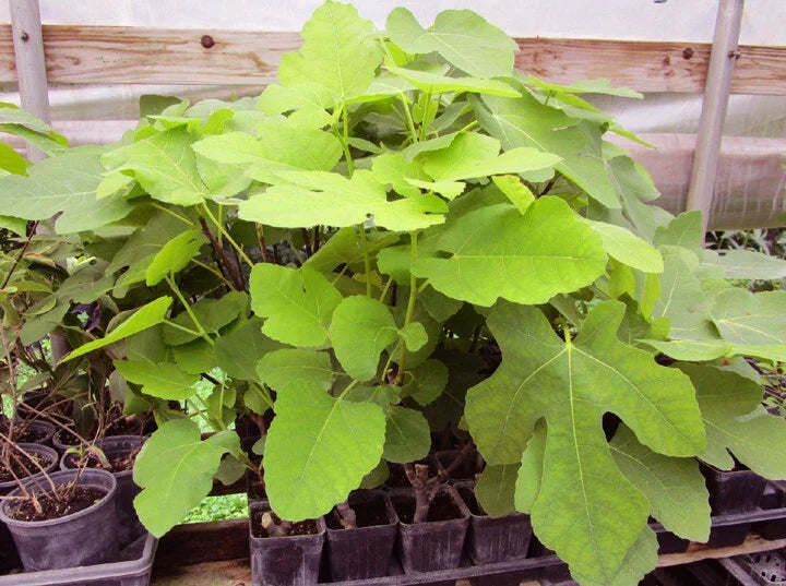 Brown Turkey Fig Live Rooted Plant - Ficus carica - Hardy Fruit Tree for Garden or Patio