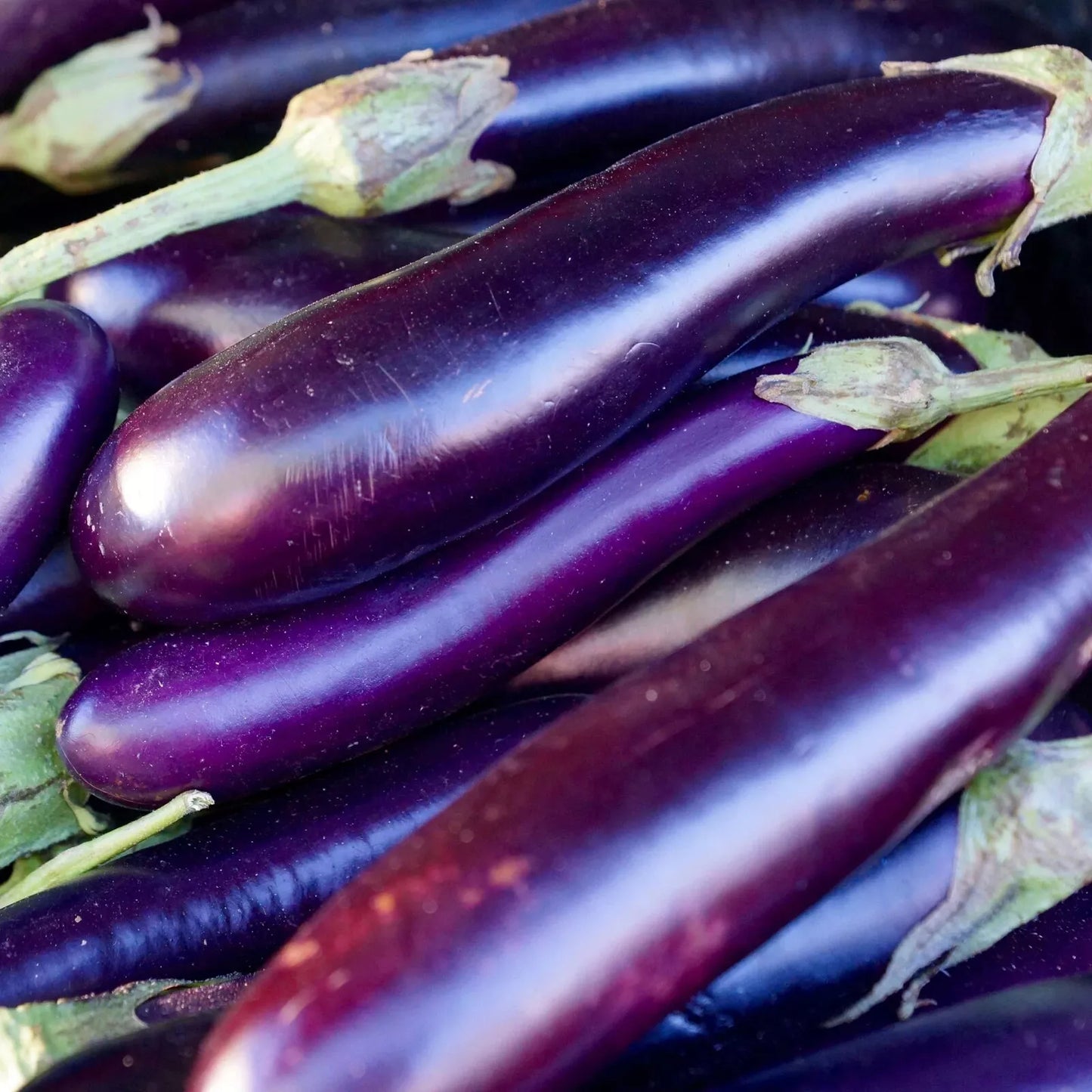 Long Purple Eggplant Seeds - Non-GMO Heirloom Solanum melongena, 100 Pack, Easy to Grow, Backyard Garden, Container Planting