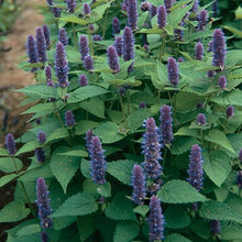 Anise Hyssop Seeds - Non-GMO Herb Seeds for Gardening - Agastache foeniculum - With Tracking