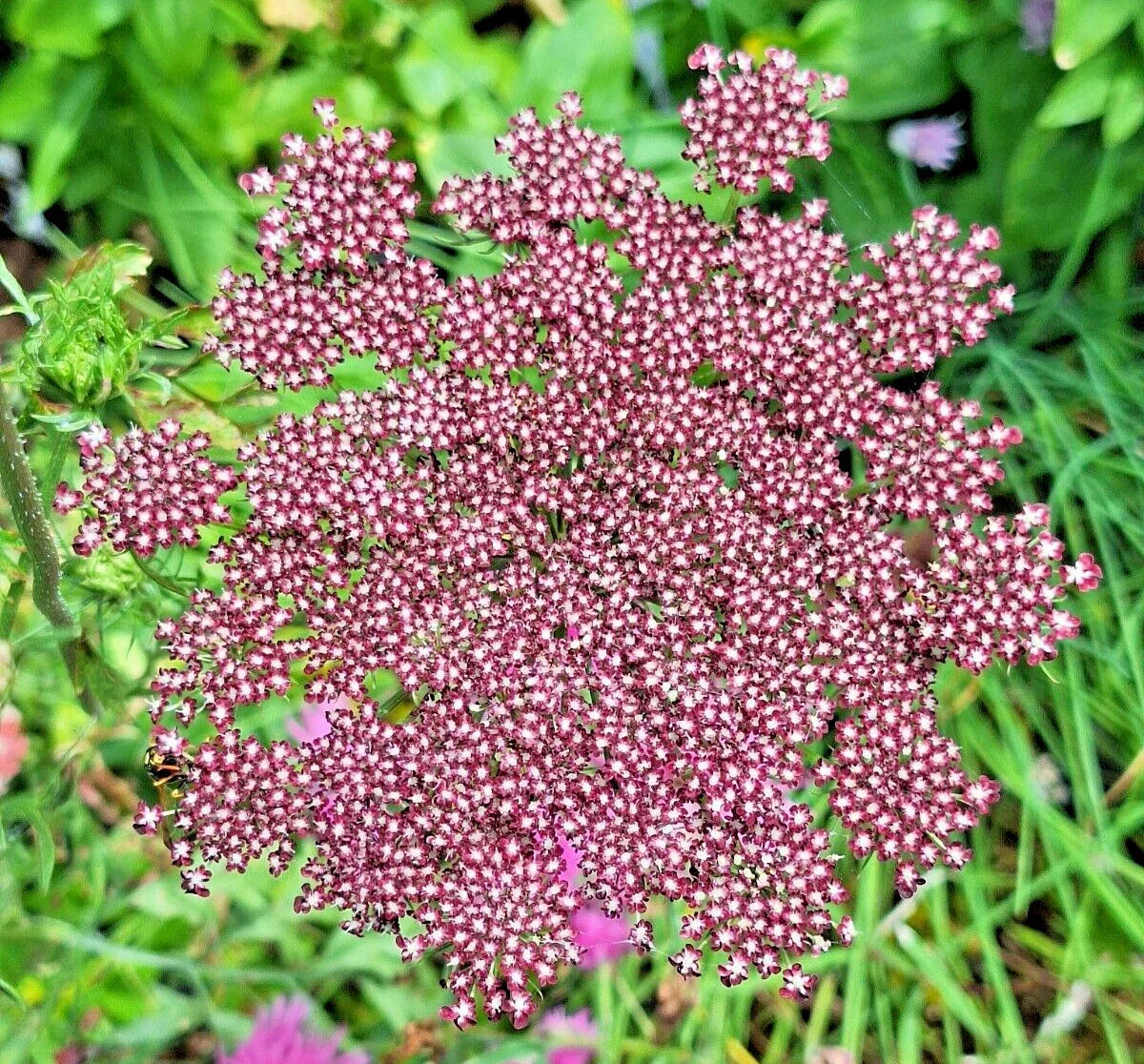 Purple and Pink Queen Anne's Lace Seeds - 100 Pack | Daucus Carota Purpura