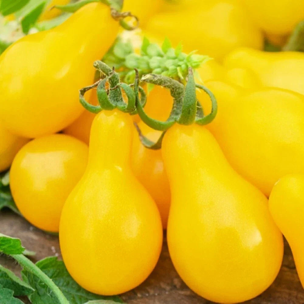 Yellow Pear Tomato Seeds | Non-GMO Heirloom | Solanum lycopersicum | Pear-Shaped, Sweet, Juicy Fruit Seeds