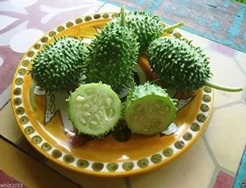 West Indian Gherkin Seeds - Heirloom Burr Spike Cucumber - Rare Cucumis anguria for Pickling & Salad - Non-GMO, Vining, Full Sun