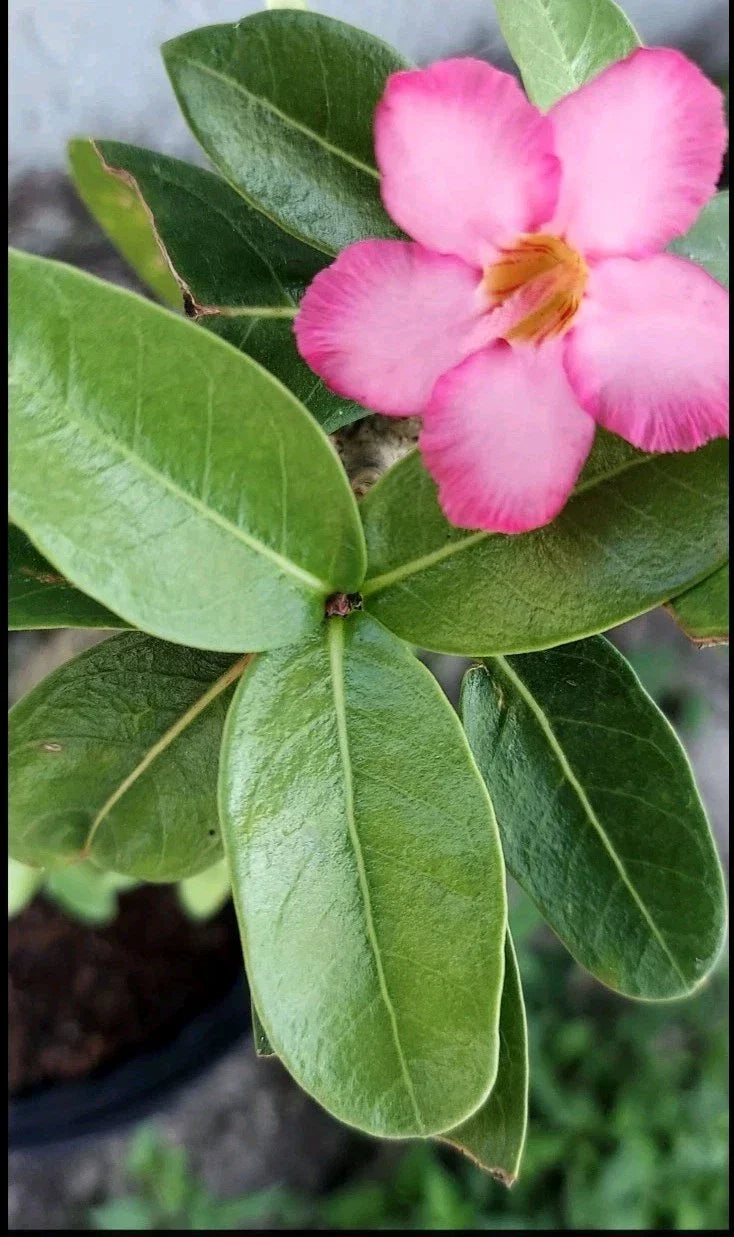 Desert Rose Cuttings - Adenium obesum Pink Succulent Propagation - Fresh Plant Cuttings for Gardening