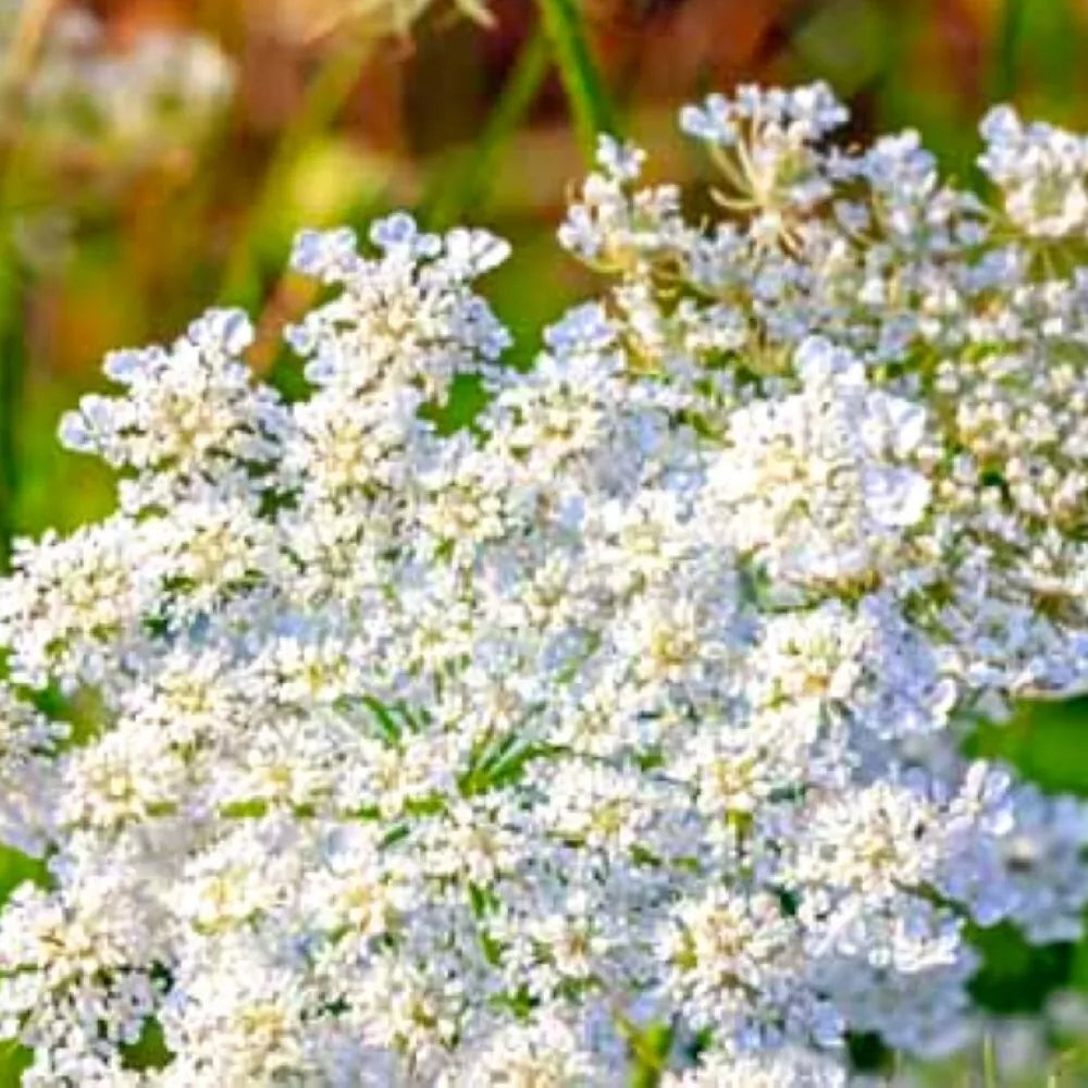 Caraway Seeds | Heirloom NON-GMO | Fresh Garden Seeds | Carum carvi for Culinary & Herb Gardening