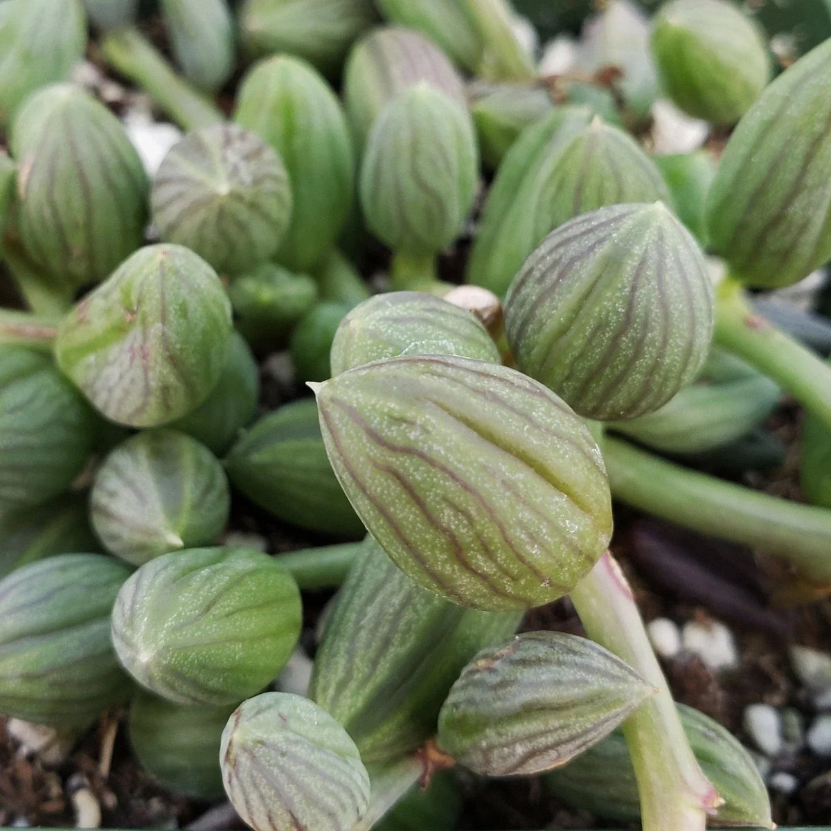 String of Watermelon Succulent Plant - Live Indoor Houseplant - Senecio herreianus - Easy Care Greenery in 4-inch Pot
