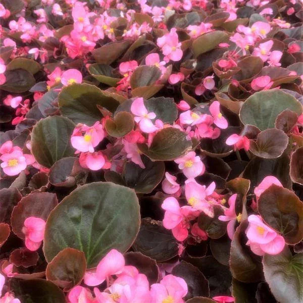 Begonia Cocktail Gin Seeds - Set of 100 - Begonia x tuberhybrida - Non-California Shipping