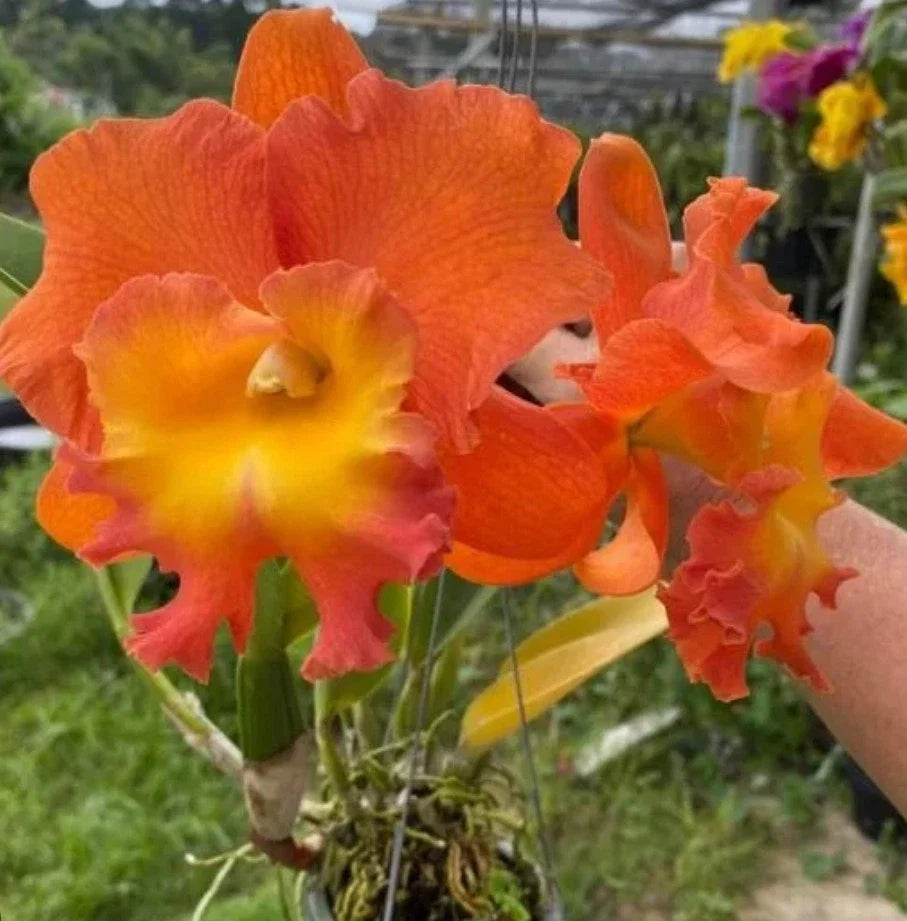 Cattleya Orchid Plant 4.5" Pot Rlc Star Of Siam Near Blooming Size Exotic Indoor Flowering Houseplant