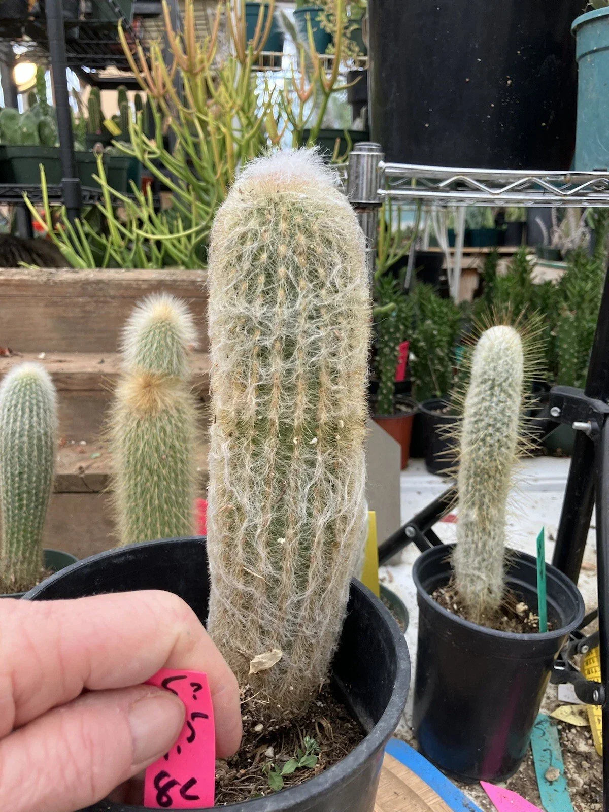 Espostoa lanata Old Man of the Mountain Cactus, 9.5-inch tall live plant in pot, white woolly covering, succulent, drought-tolerant