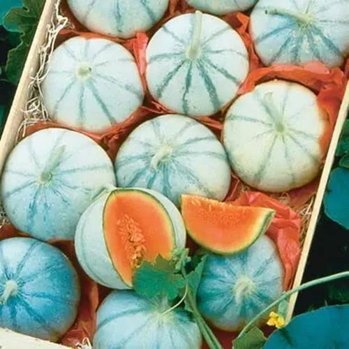 Melon Seeds for Planting - Organic Heirloom Cucumis melo - Non-GMO Garden Seeds
