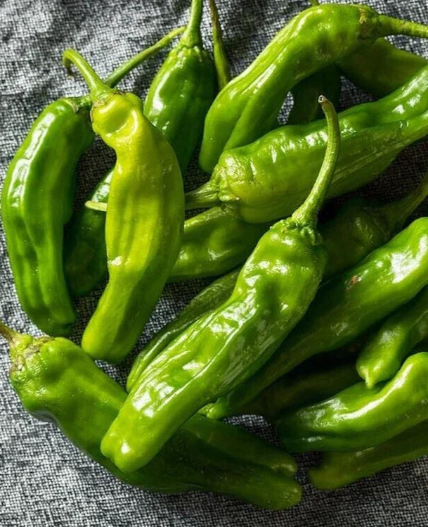 Organic Shishito Pepper Seeds - 25 Premium Japanese Capsicum annuum Seeds