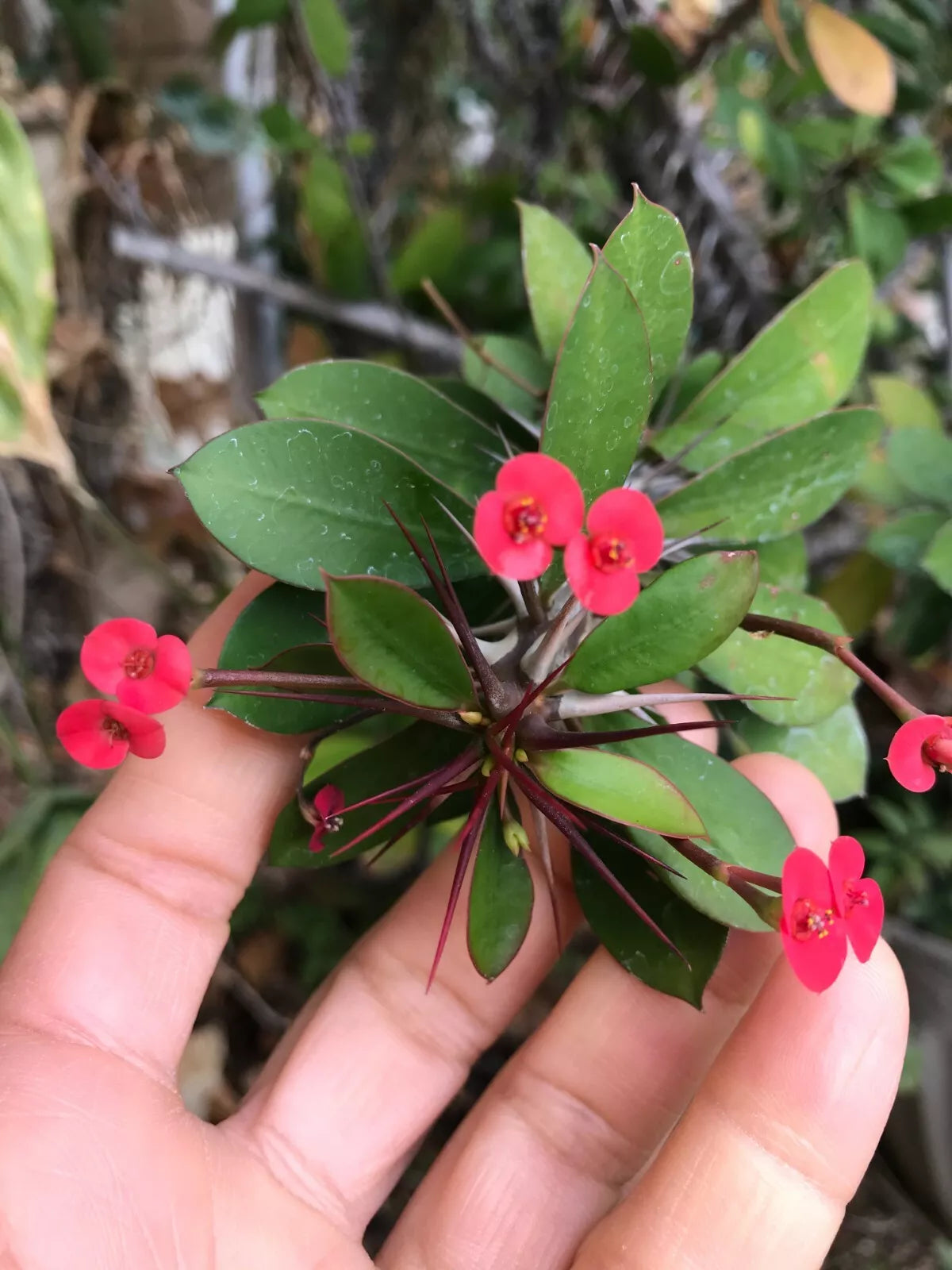 Tiny Red Euphorbia Milii Crown of Thorns Succulent Cutting with Tiny Flowers, Drought-Resistant Indoor Plant