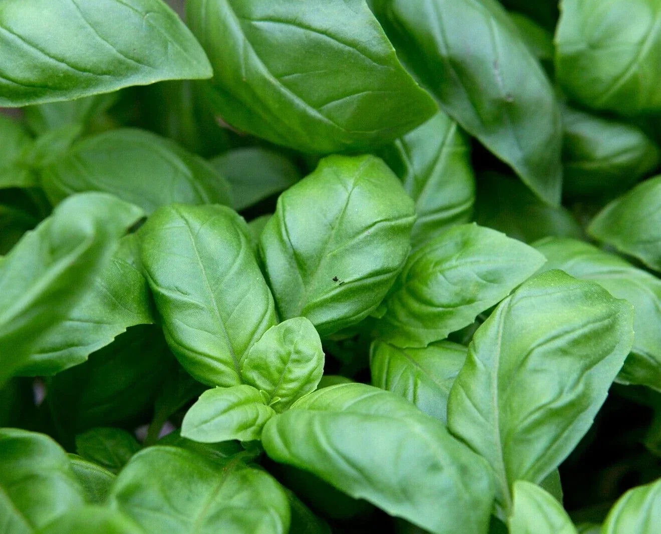 Sweet Basil Seeds - 100 Pack, Culinary Herb, Ocimum basilicum, Easy to Grow, Organic, Garden & Container Planting
