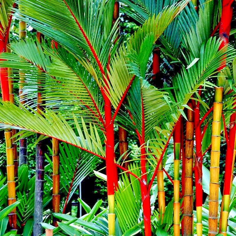 Red Sealing Wax Tree Seeds - Lipstick Palm Cyrtostachys renda Rare Indoor Tropical Plant Pack