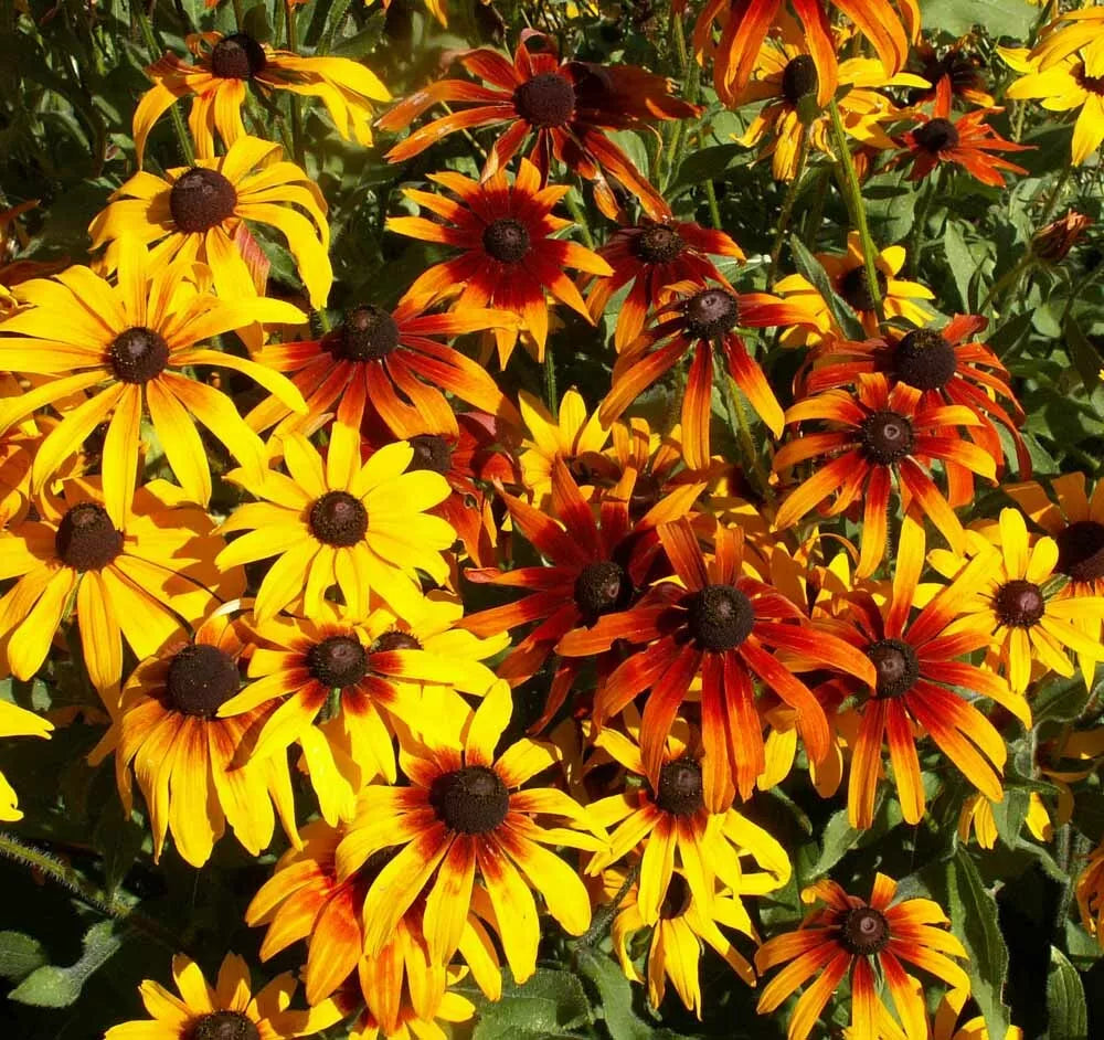 Gloriosa Daisy Seeds 300+ Count Perennial Wildflower Rudbeckia hirta for Pollinator Gardens, Native, Drought-Tolerant, Full Sun