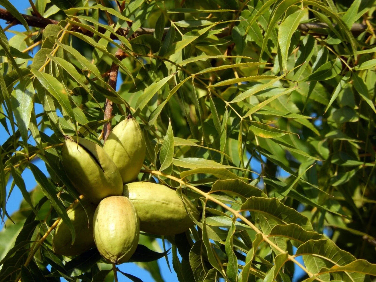 Northern Pecan Tree Live Plant – 1 ft, Carya illinoinensis, Nut Tree for Home Garden & Orchard