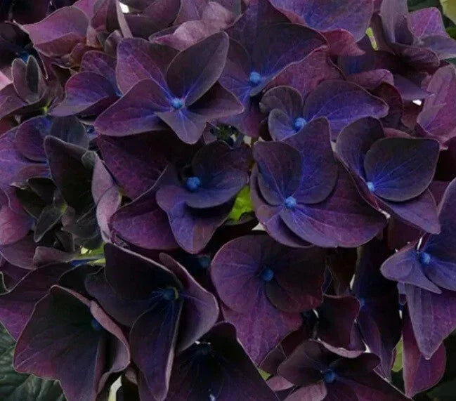 Deep Purple Hydrangea Seeds - Hydrangea macrophylla Perennial Flower Garden Seeds - Vibrant Blooms for Borders & Containers