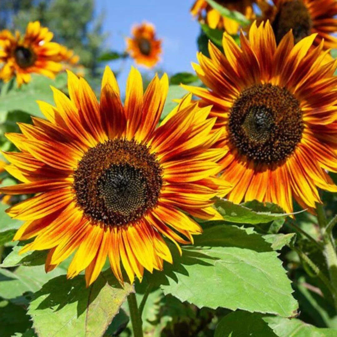 RattleFree Sunflower Seeds 50 Count | Heirloom Non-GMO Red Sunflowers