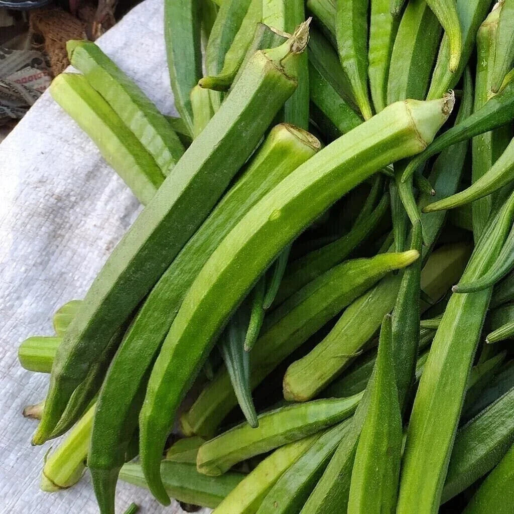 Perkins Long Pod Okra Seeds - Heirloom Non-GMO Abelmoschus esculentus for Home Gardening, Bountiful Harvest