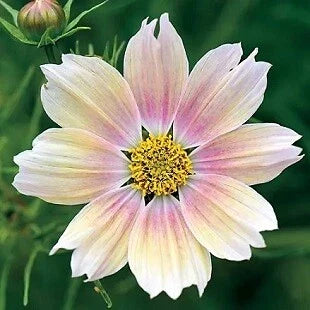 Cosmos Seeds - 250 Count - Apricot Lemonade Variety - Cosmos bipinnatus - Bright Flowers for Borders & Cuttings